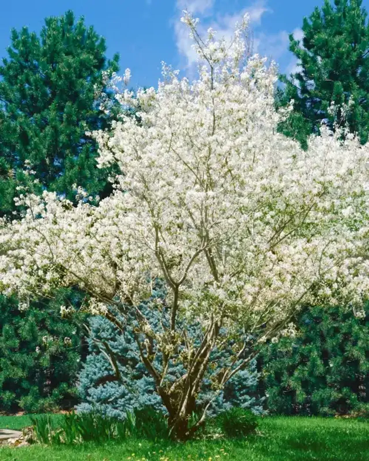 Prakthäggmispel, 50-80 cm — detalj 2