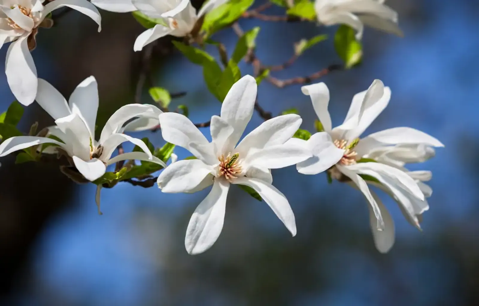 Japansk Magnolia, Högstammat träd — närbild
