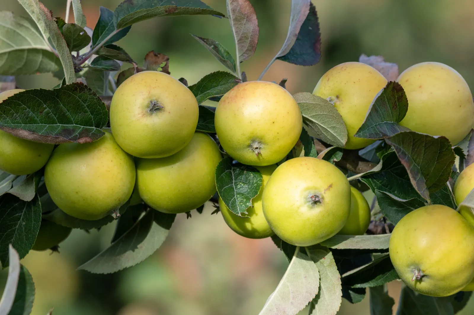 Äpple 'Oranie' E - bild 3