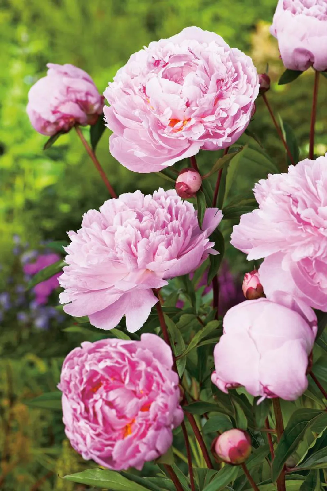 Luktpion 'Sarah Bernhardt' med stora, doftande rosa blommor och gröna blad, klassisk perenn för trädgården.