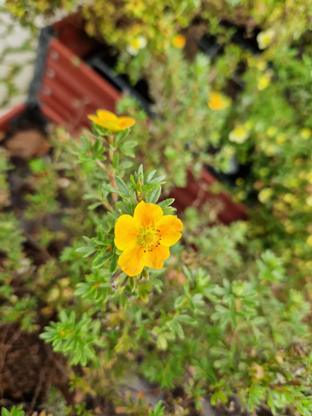 Trädgårdstok 'Hopsleys Orange' - bild 4