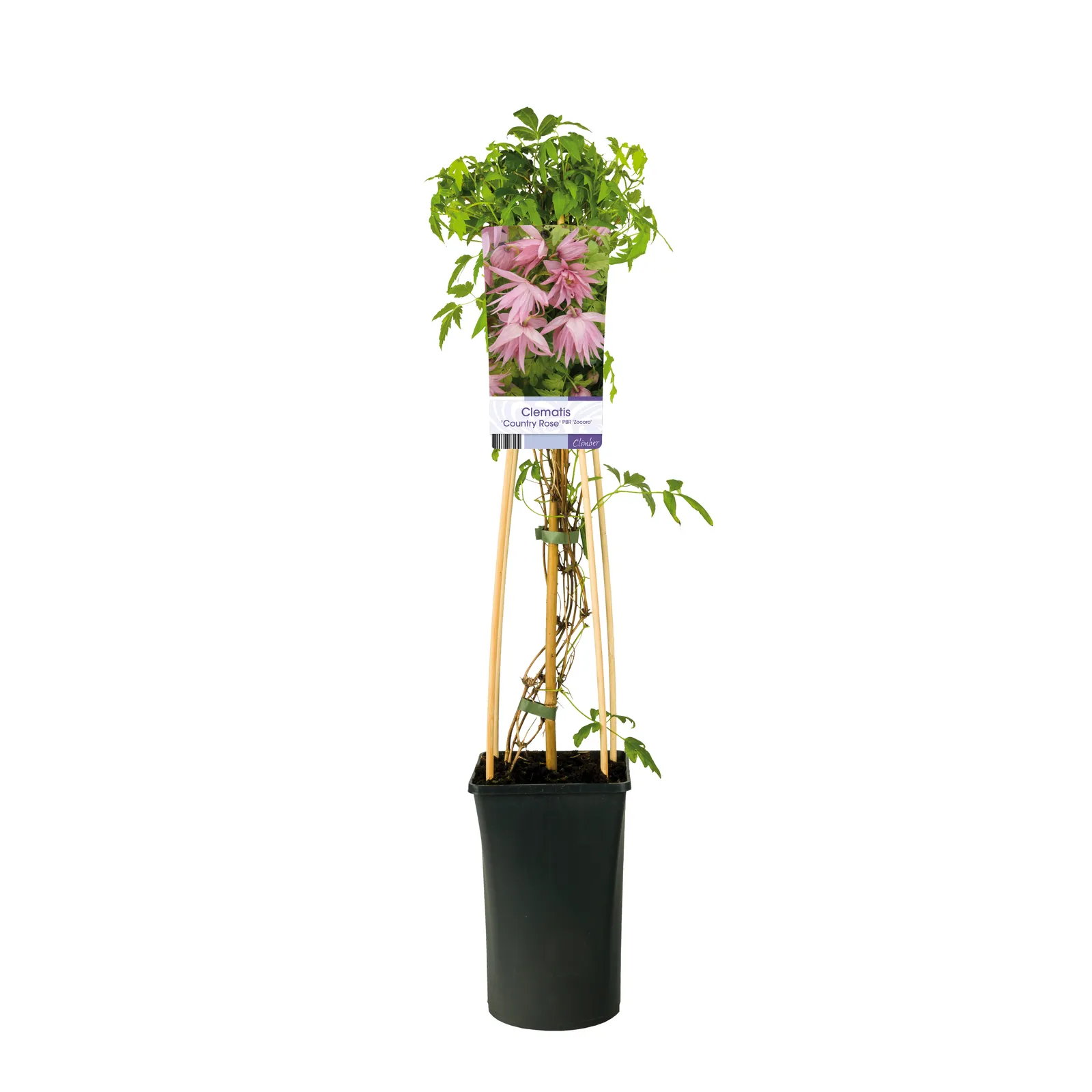 Atragene-klematis COUNTRY ROSE ('Zocoro') - bild 2