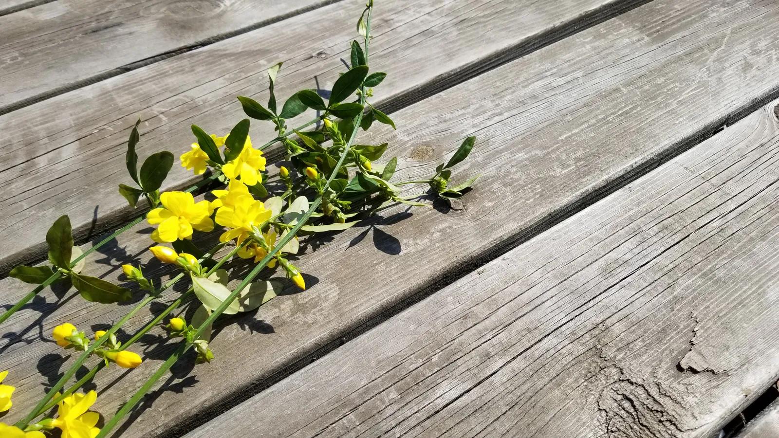 Vinterjasmin - bild 4