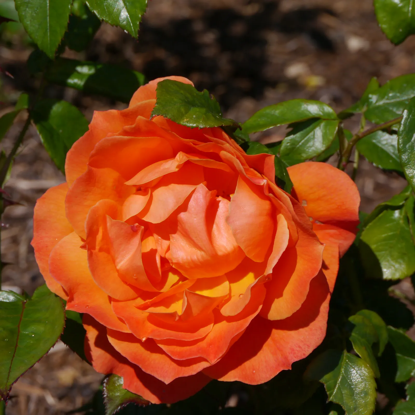 Floribundaros FELLOWSHIP ('Harwelcome') - bild 3