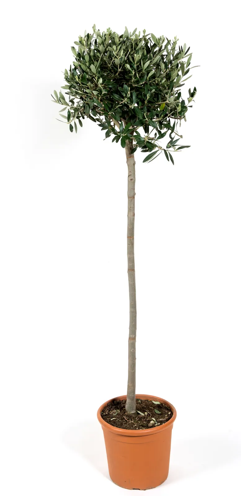 Olivträd, stam, 150/160 cm - bild 3