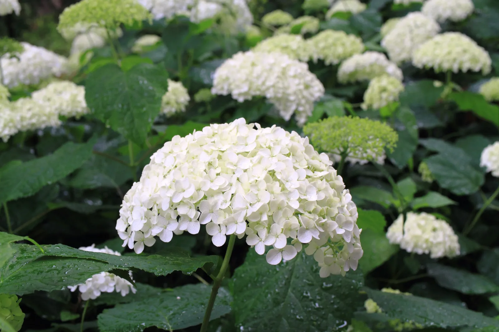 Vidjehortensia 'Annabelle' - bild 5