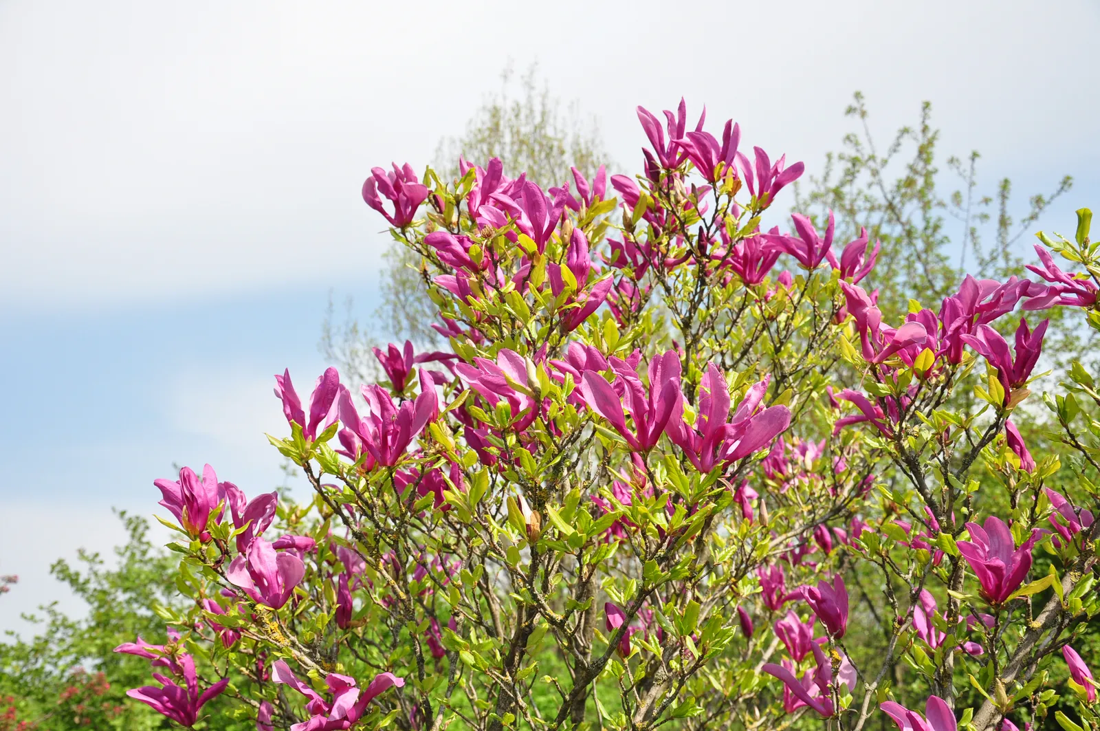 Rosenmagnolia 'Susan' - bild 4