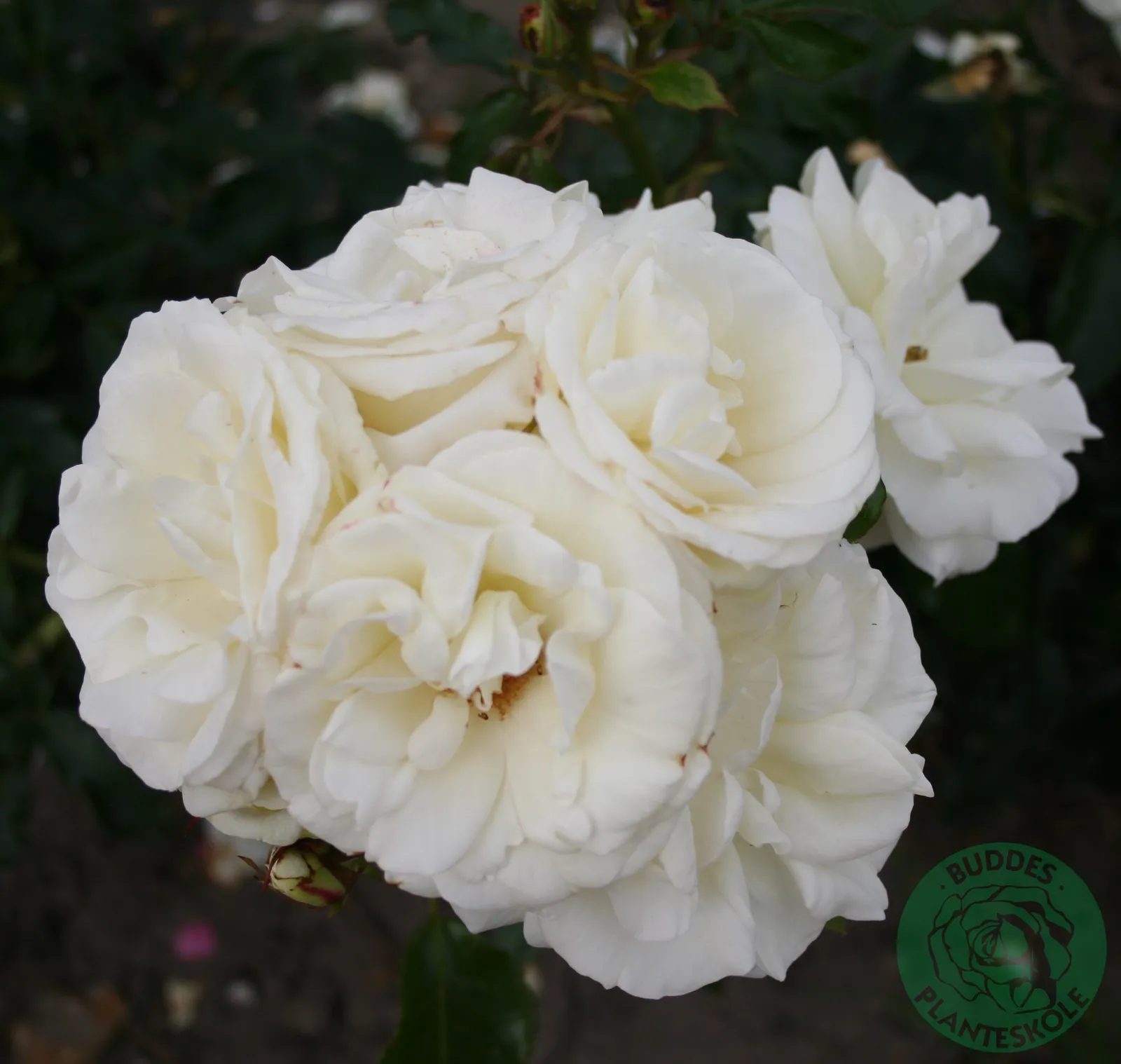 Floribundaros LA PALOMA '85 ('Tanamola') - bild 1