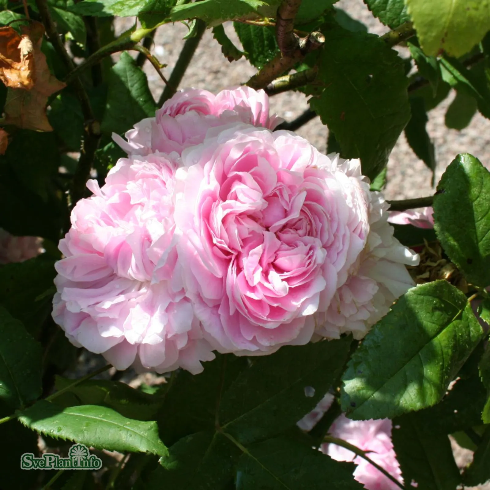 Portlandros 'Jacques Cartier' - bild 2