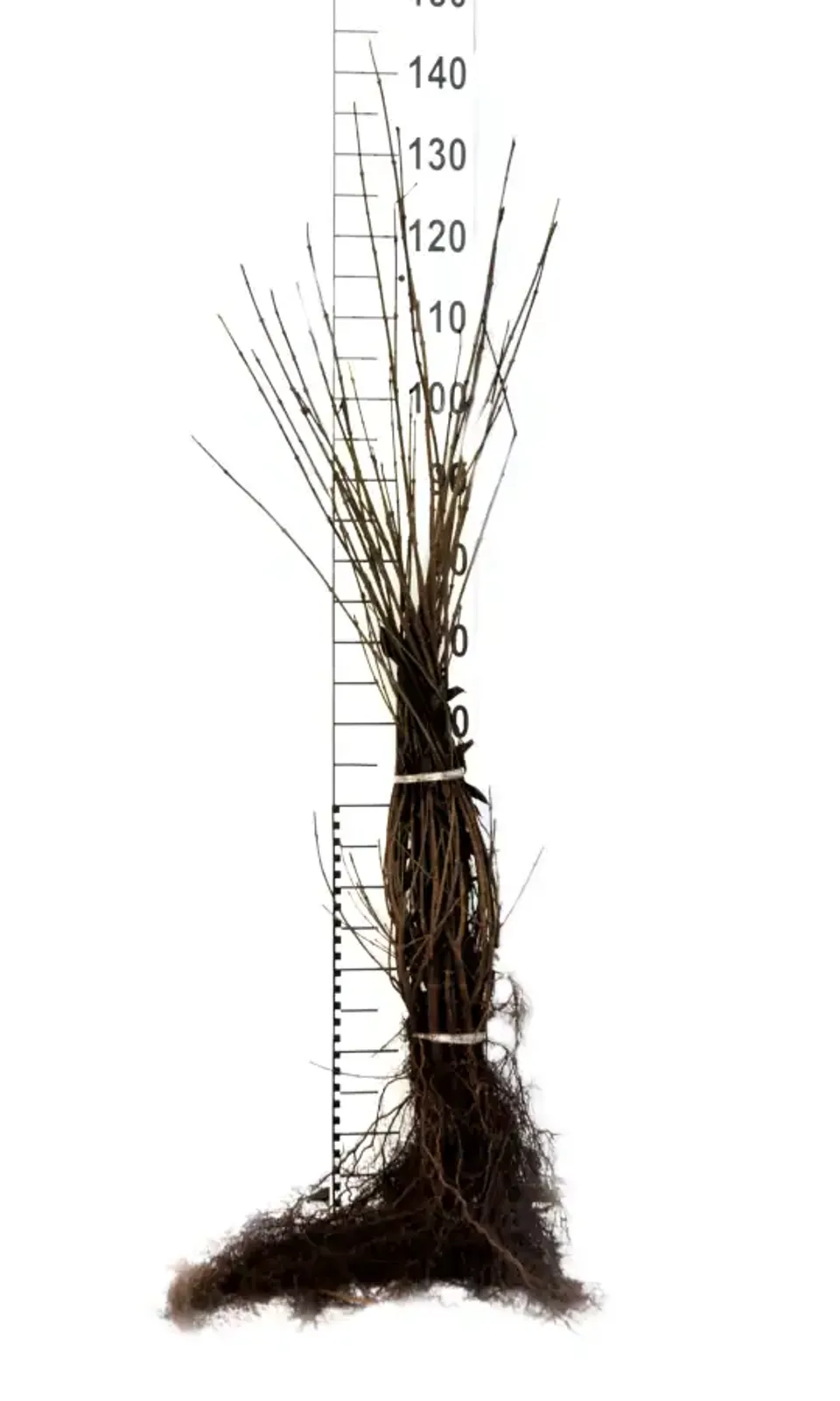 Vinterliguster 'Liga', 50-80, 3-5 grenar cm — detalj 4
