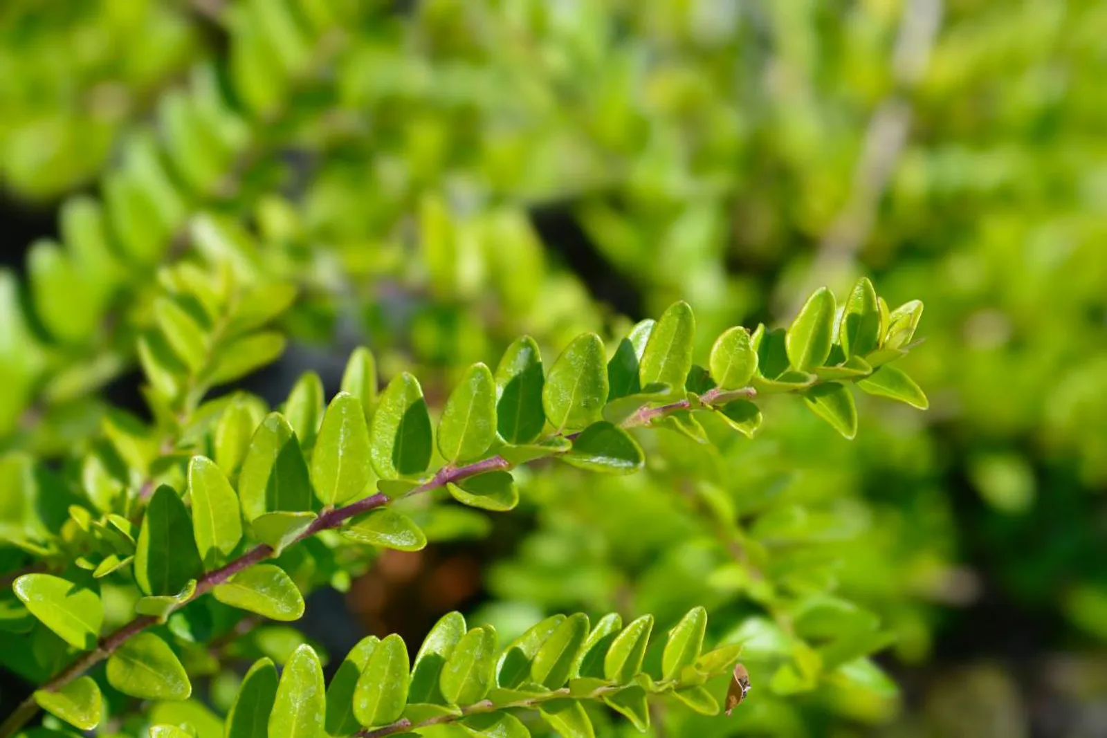 Myrtentry 'Maigrün', 15-30 cm — närbild