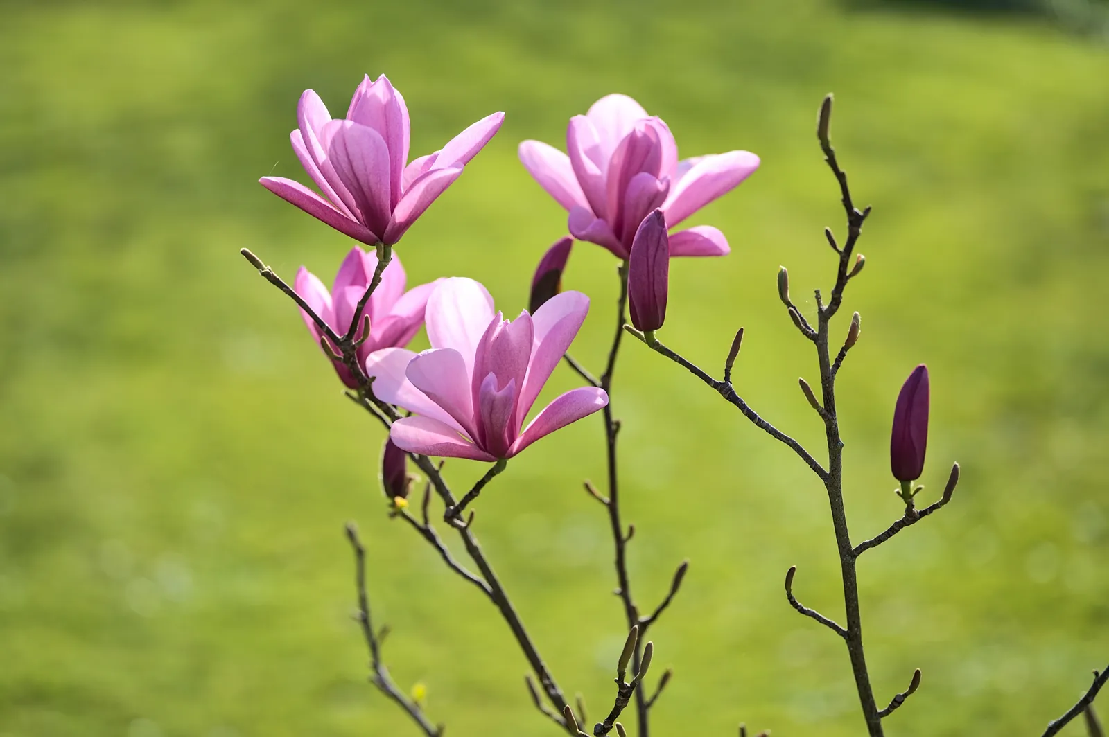Liljemagnolia 'Nigra', sol 60-80 cm, co/kl - bild 4