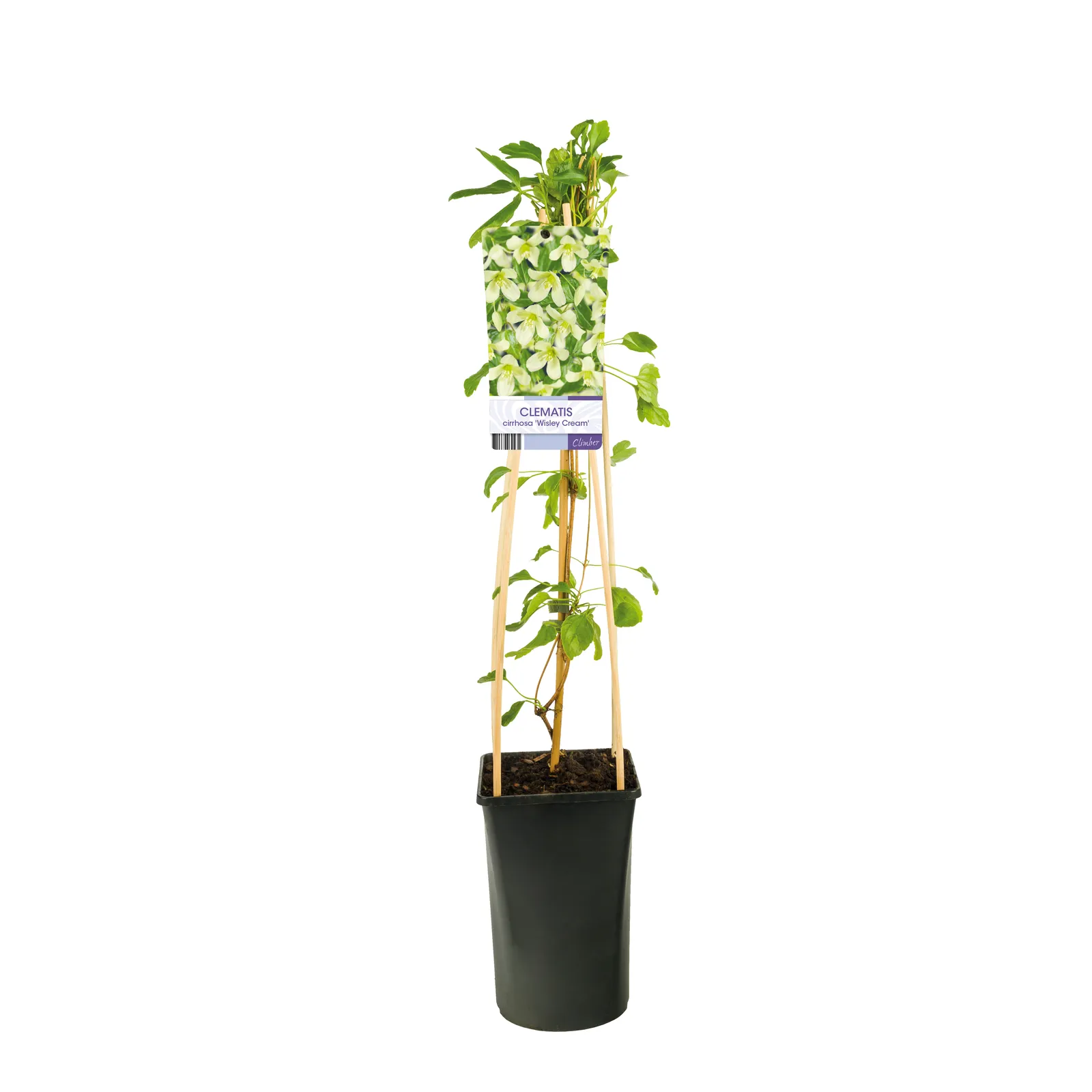 Dionysosklematis 'Wisley Cream' - bild 2