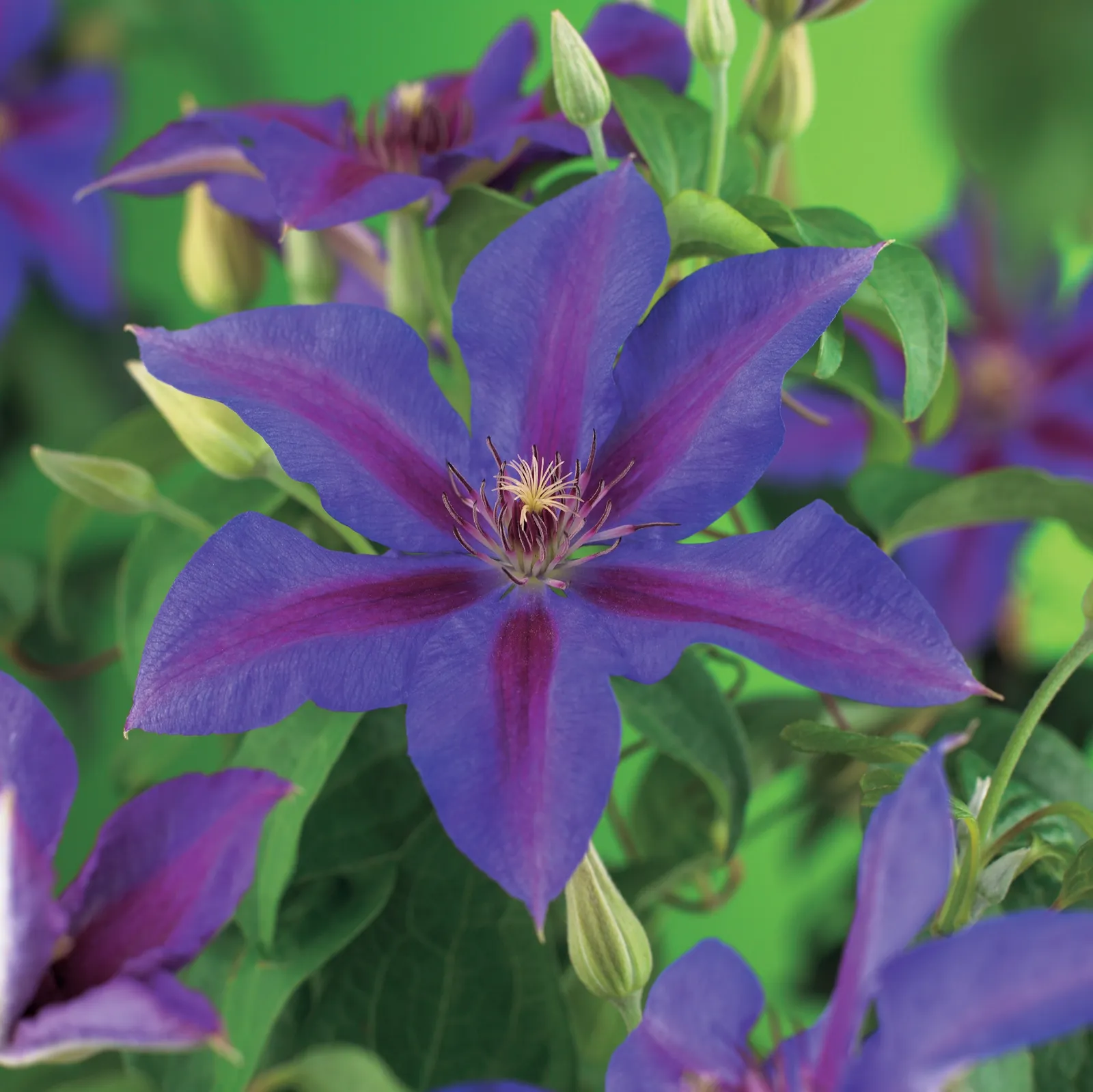 Klematis (Tidiga Storblommiga Gruppen) 'Mrs N. Thompson' - bild 1