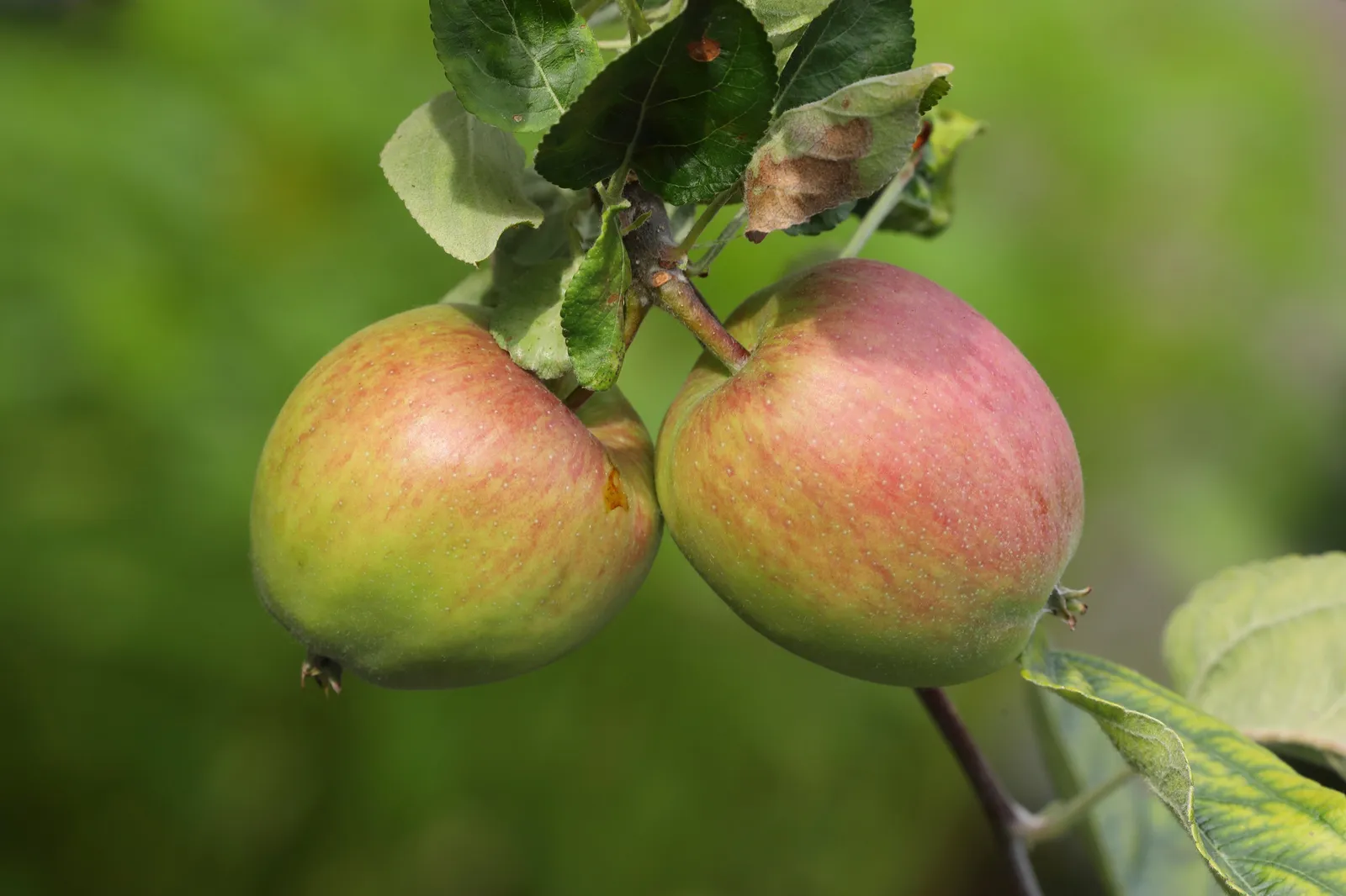 Äpple 'Åkerö' - bild 2