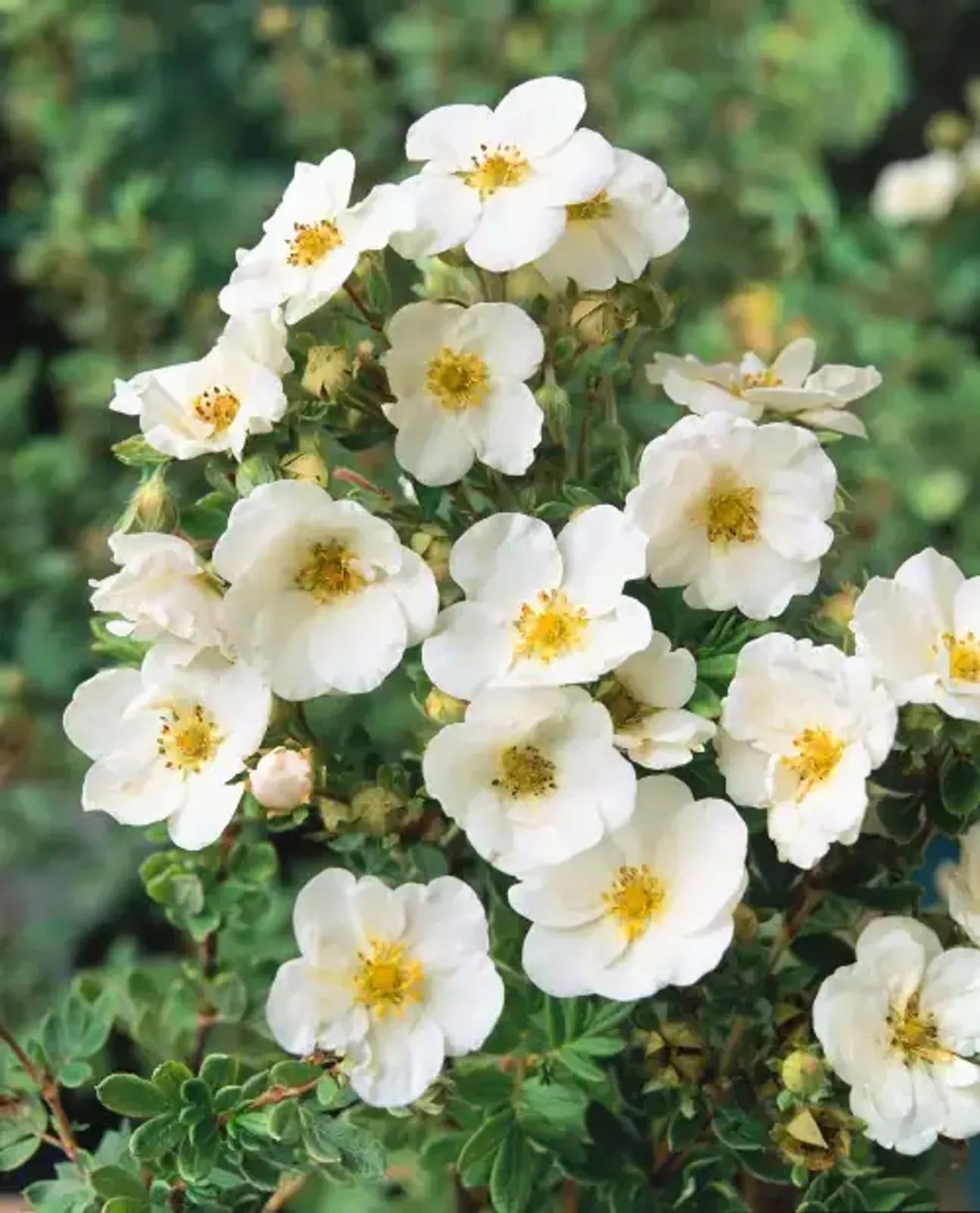 Trädgårdstok 'Sandved' med riklig vit blomning hela sommaren, en lättskött häckbuske.