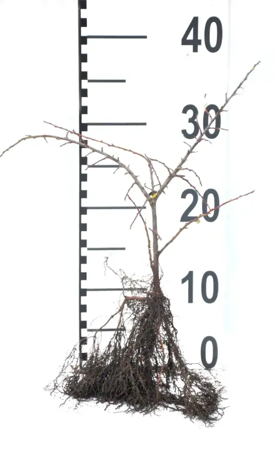 Svenskt parkoxbär 'Coral Beauty', 20-40 cm — detalj 4