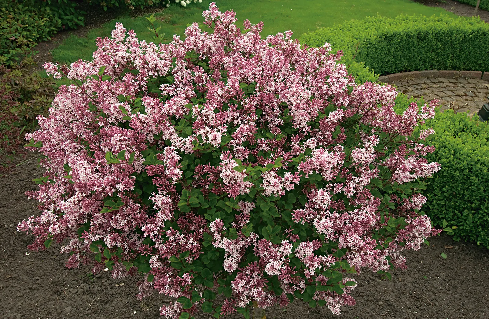 Dvärgsyren - bild 1