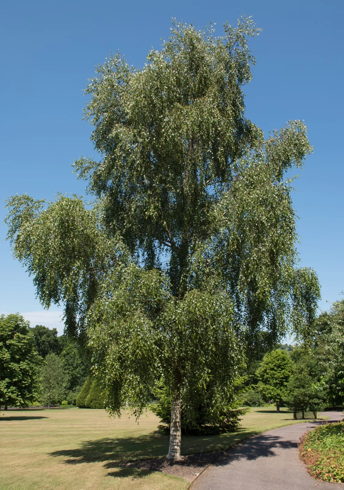 Hängbjörk, Utr 150-200 - bild 3