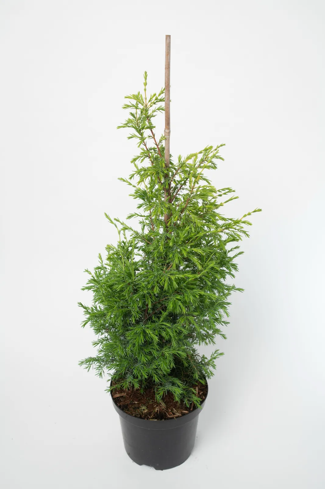 Träd-en, 30-40 cm - bild 4