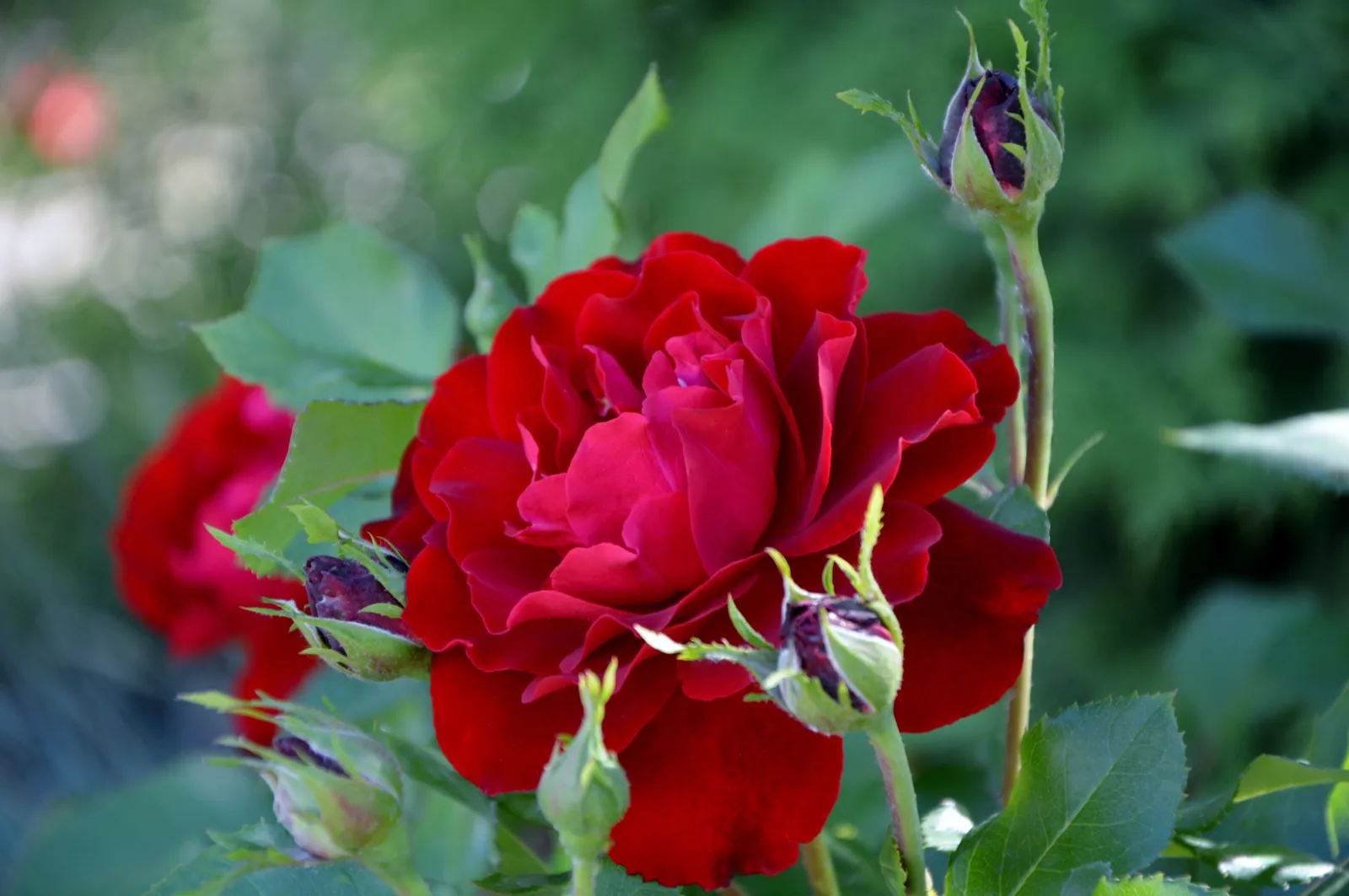 Floribundaros NINA WEIBULL® ('Poulwei') - bild 5
