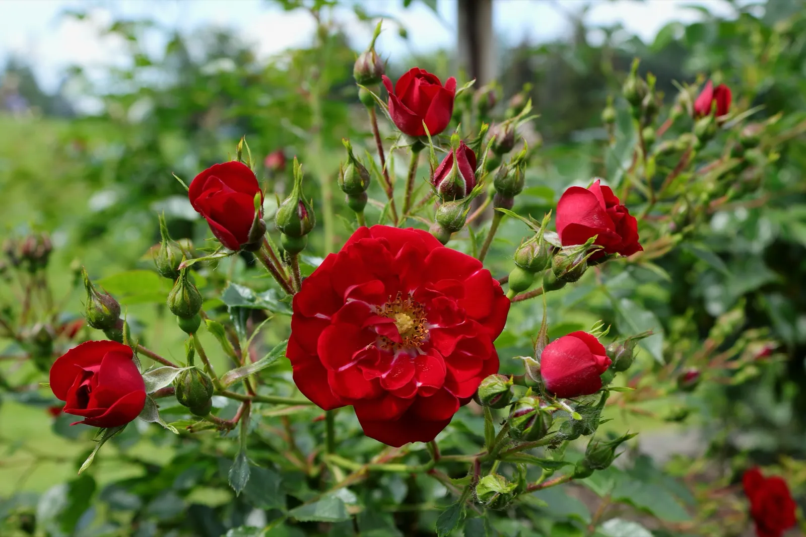 Polyantaros RED FAIRY ('Moredfar') - bild 2