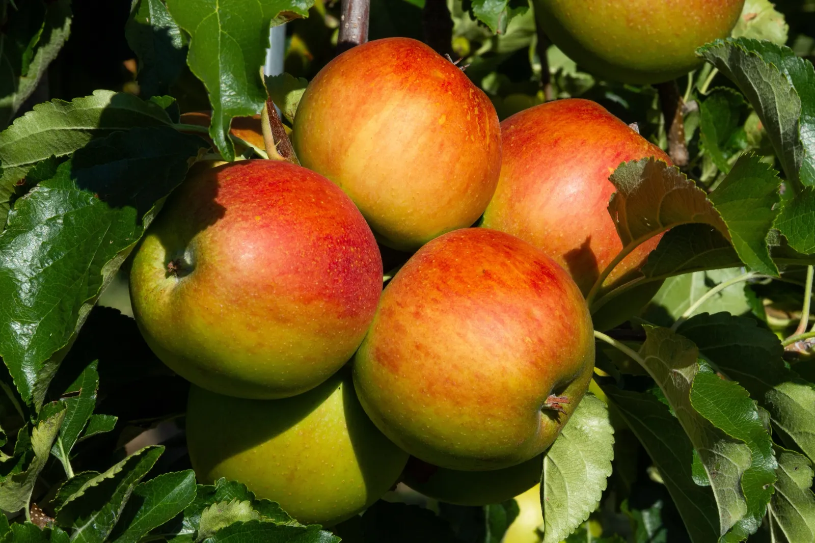Äpple HÖSTDESSERT E ('Sügisdessert') - bild 3