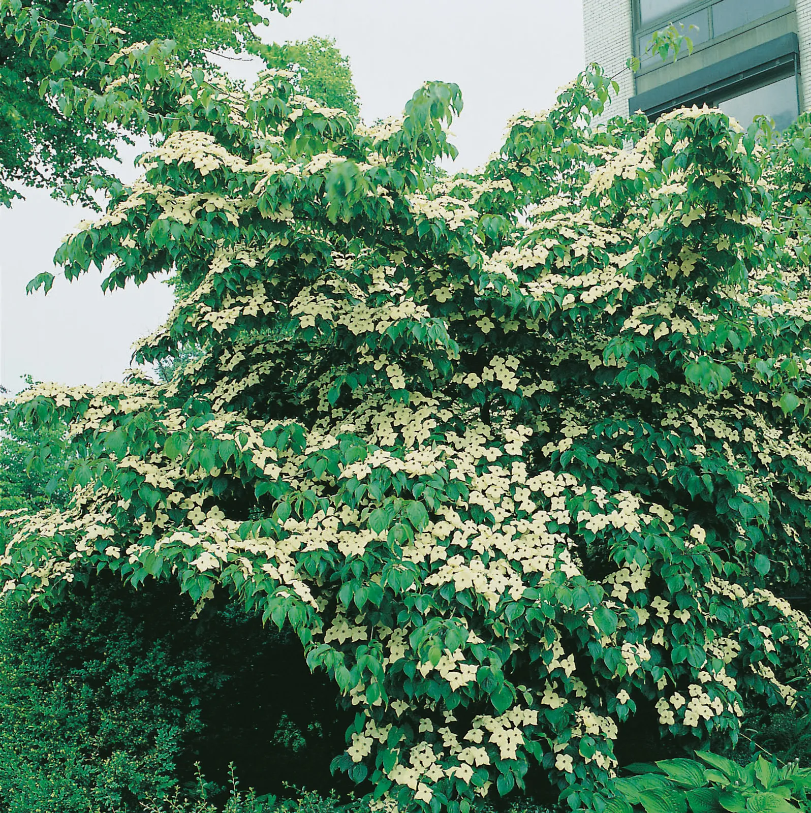 Koreansk blomsterkornell - bild 3