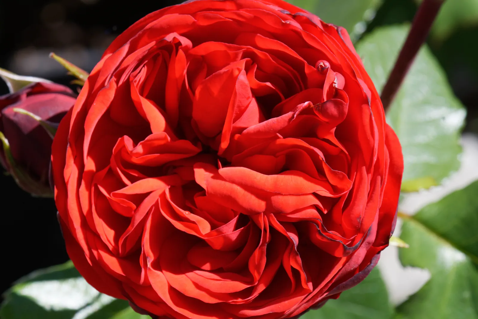 Floribundaros PIANO ('Tanopina') - bild 5