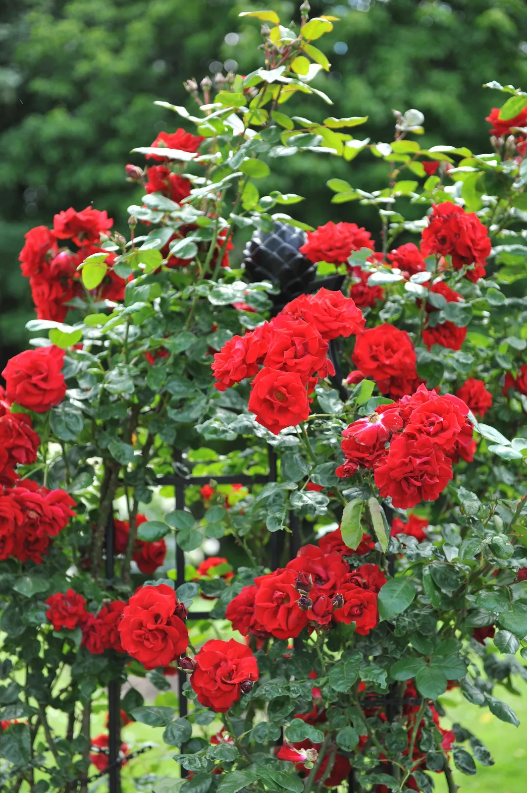 Storblommig klätterros SANTANA® ('Tanklesant') - bild 6