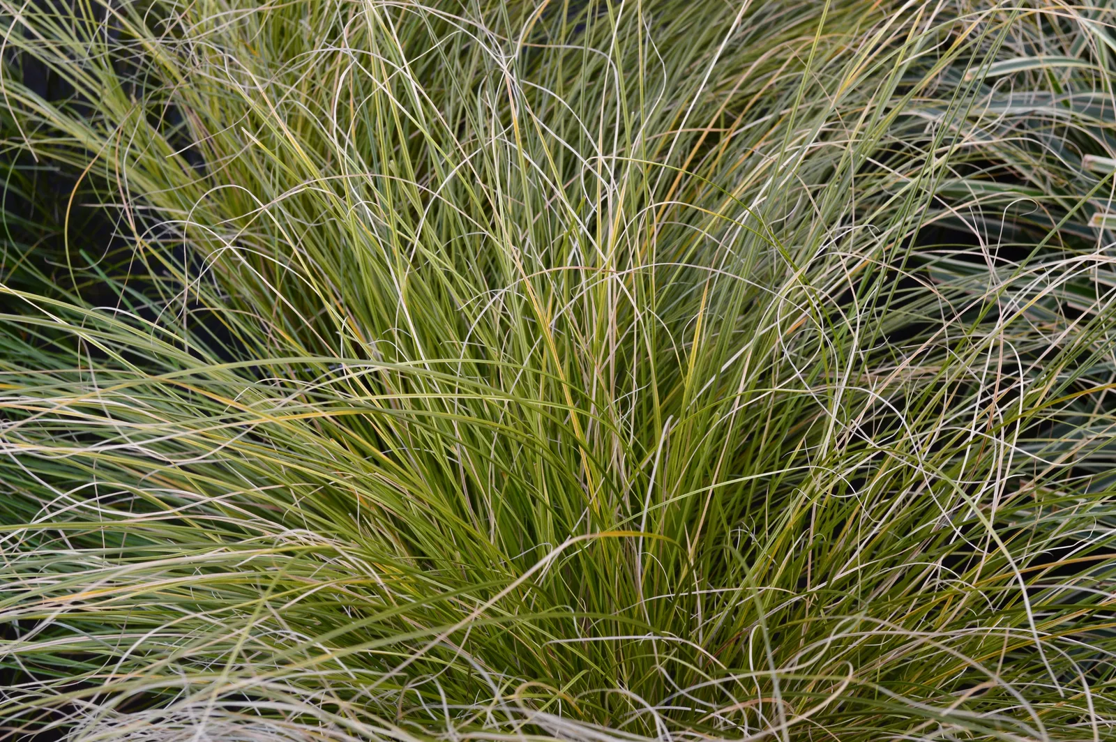 Brandstarr 'Prairie Fire', 2L - bild 2