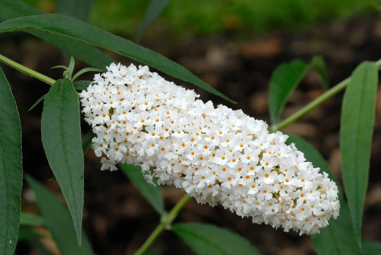 Syrenbuddleja 'White Profusion' - bild 7