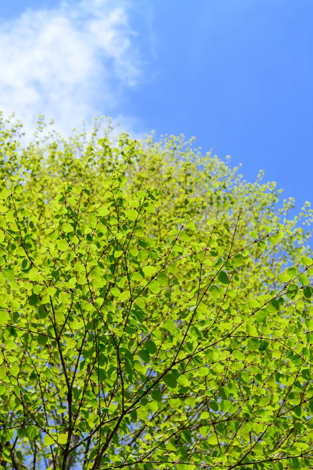 Katsura - bild 5