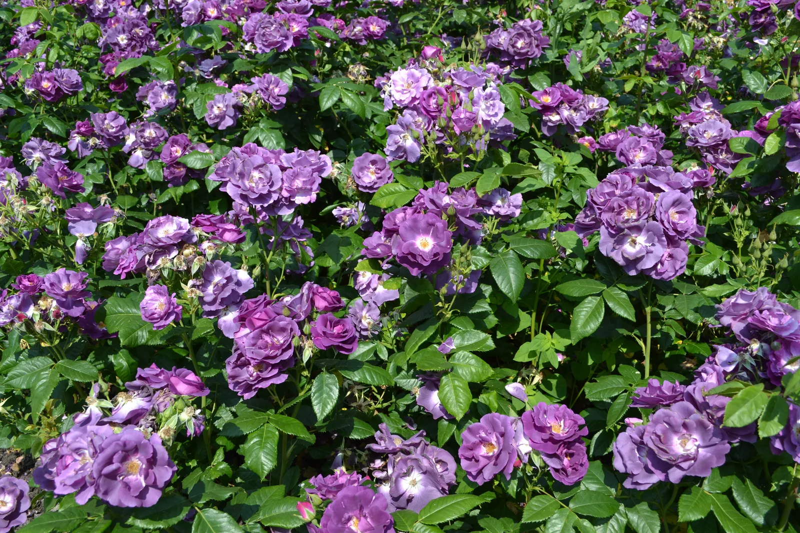 Modern buskros RHAPSODY IN BLUE ('Frantasia'PBR) - bild 6