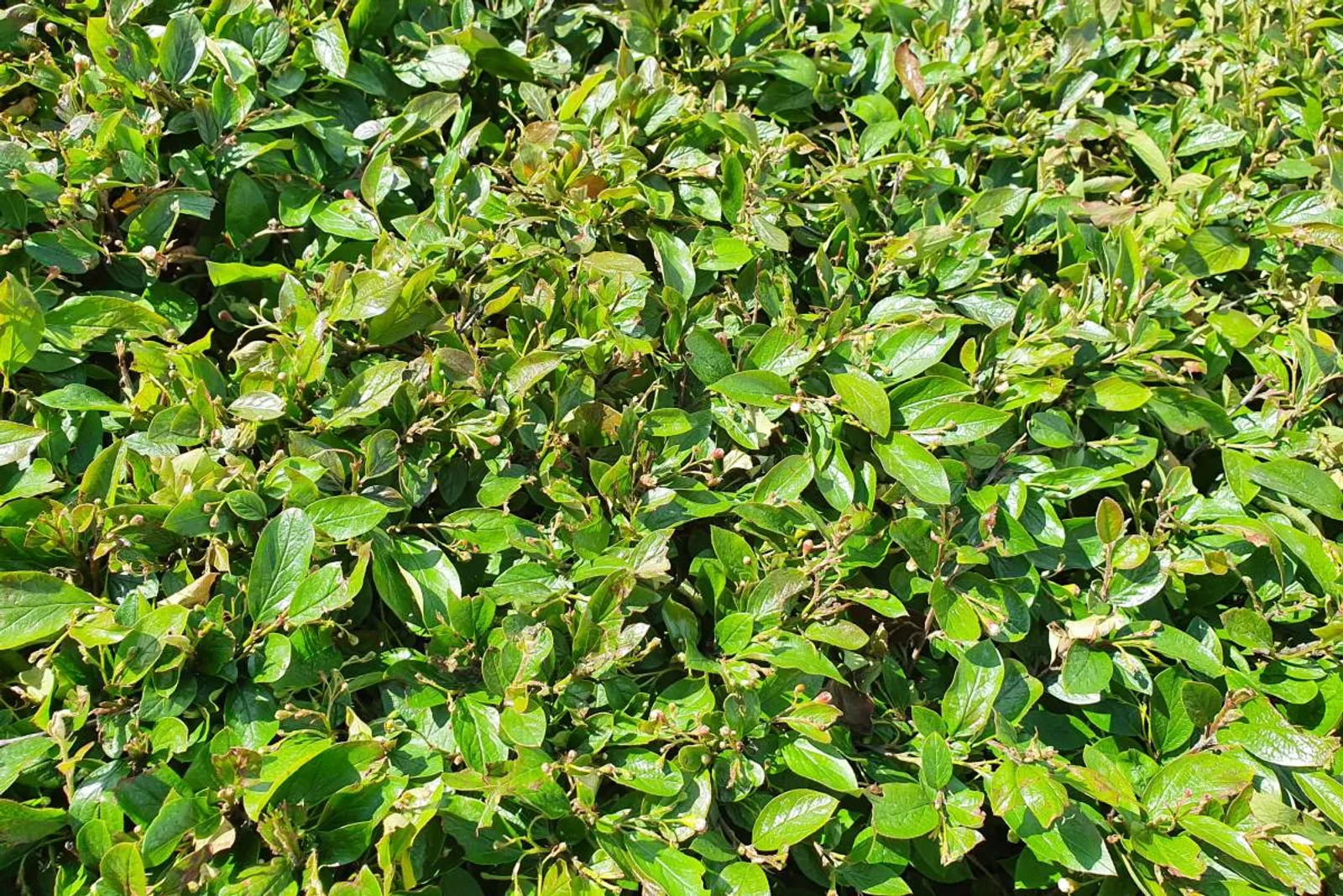 Häckoxbär, 60-100 cm, Goliat — detalj 2