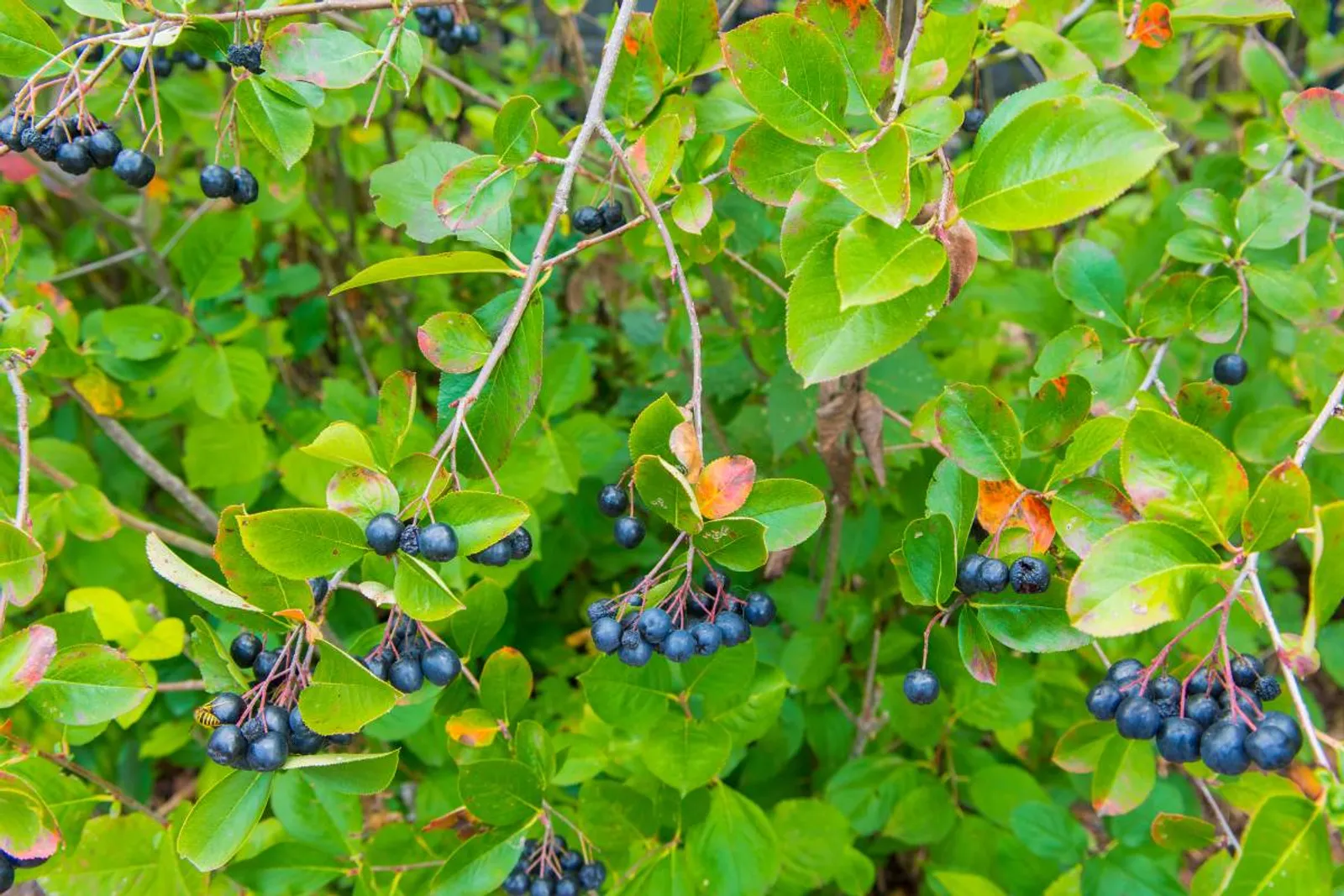 Slånaronia 'Elata' (syn. slånaronia FK Västeråker), 20-40 cm — detalj 2