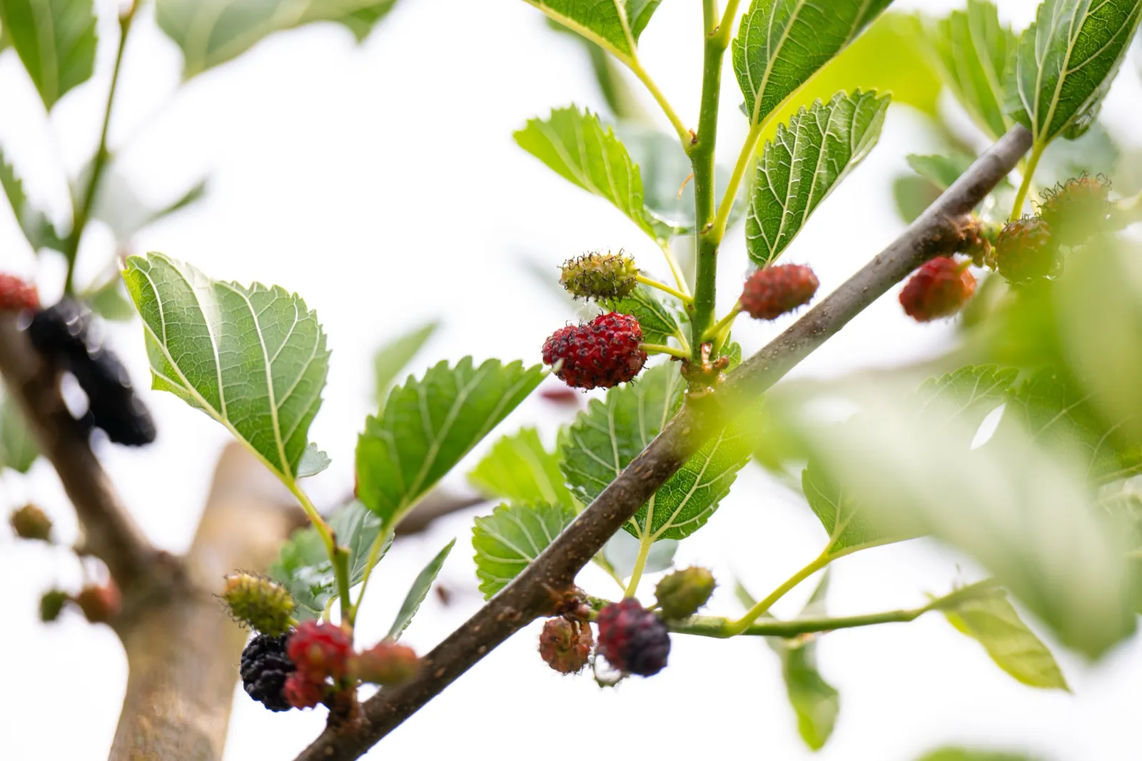 Mullbär MOJO BERRY ('Matsunaga'PBR) - bild 5