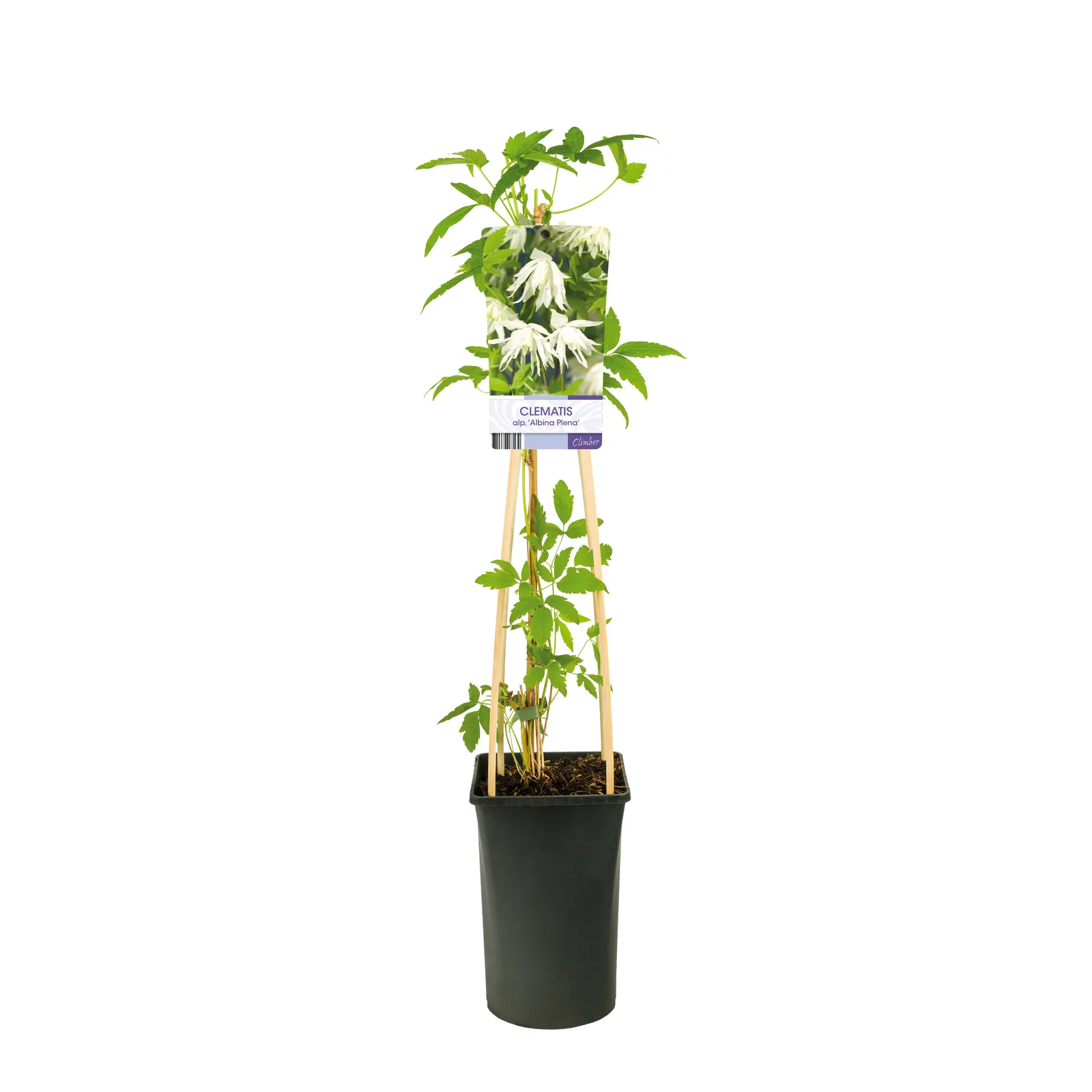 Atragene-klematis 'Albina Plena'PBR - bild 2