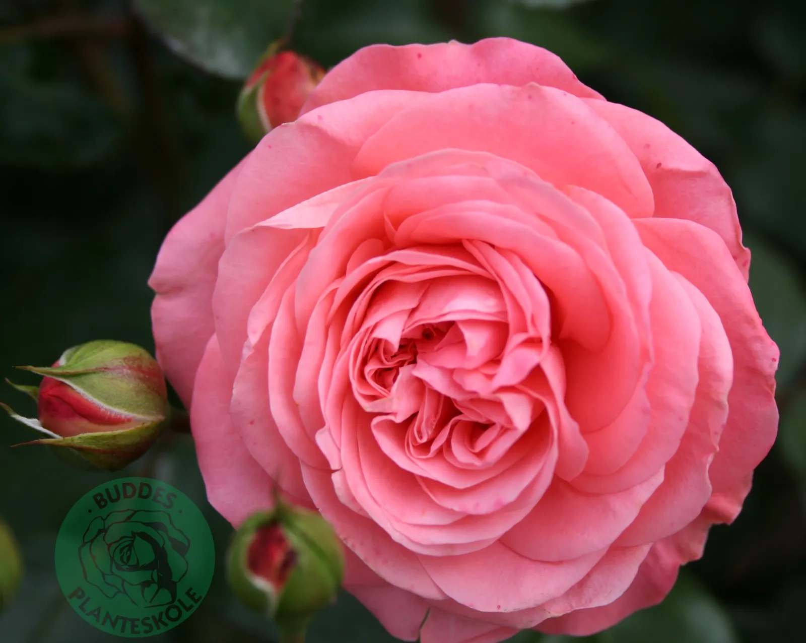 Floribundaros SCHACKENBORG ('Pouldron') - bild 1