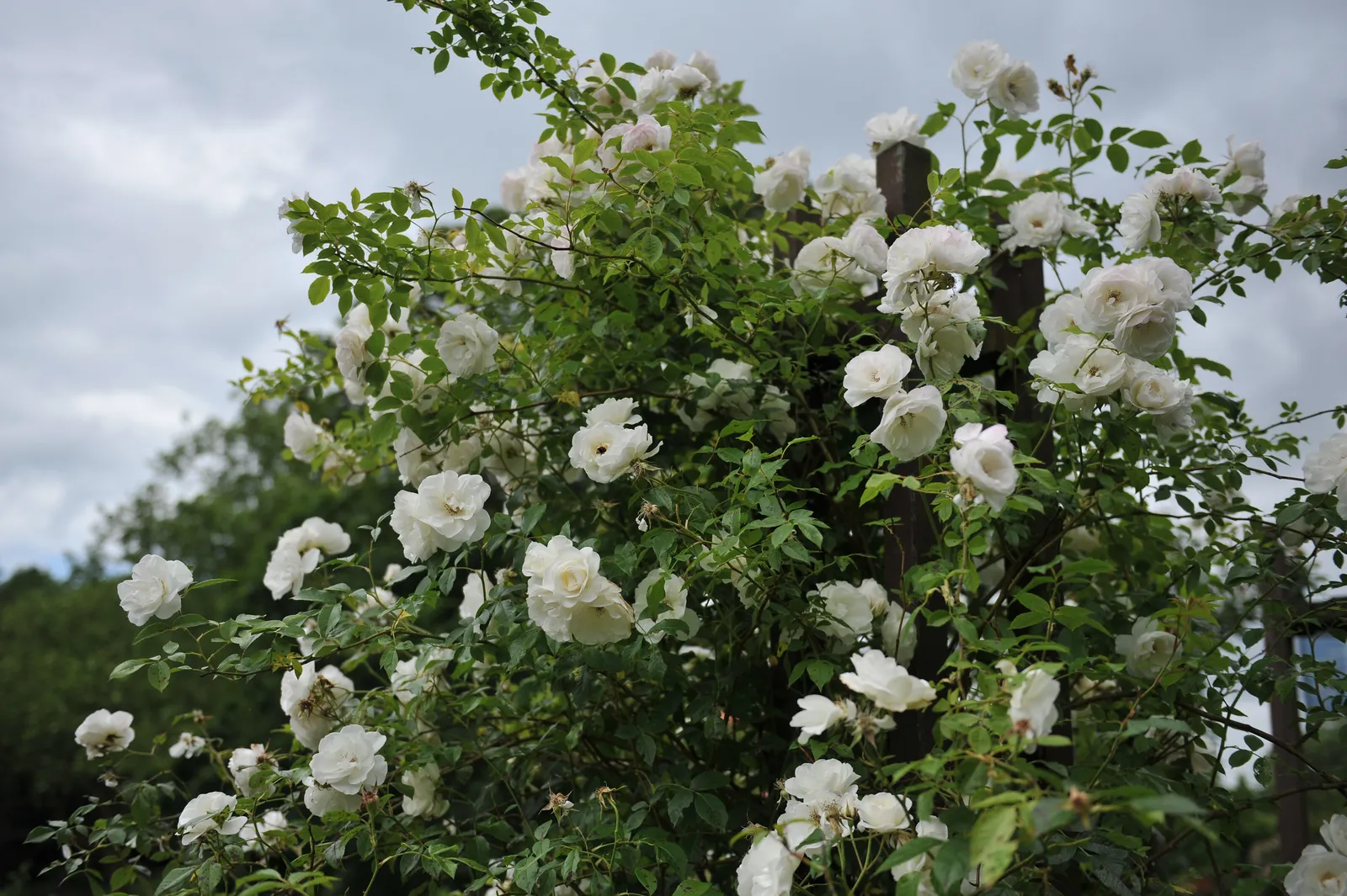 Floribundaros 'Climbing Iceberg' - bild 3