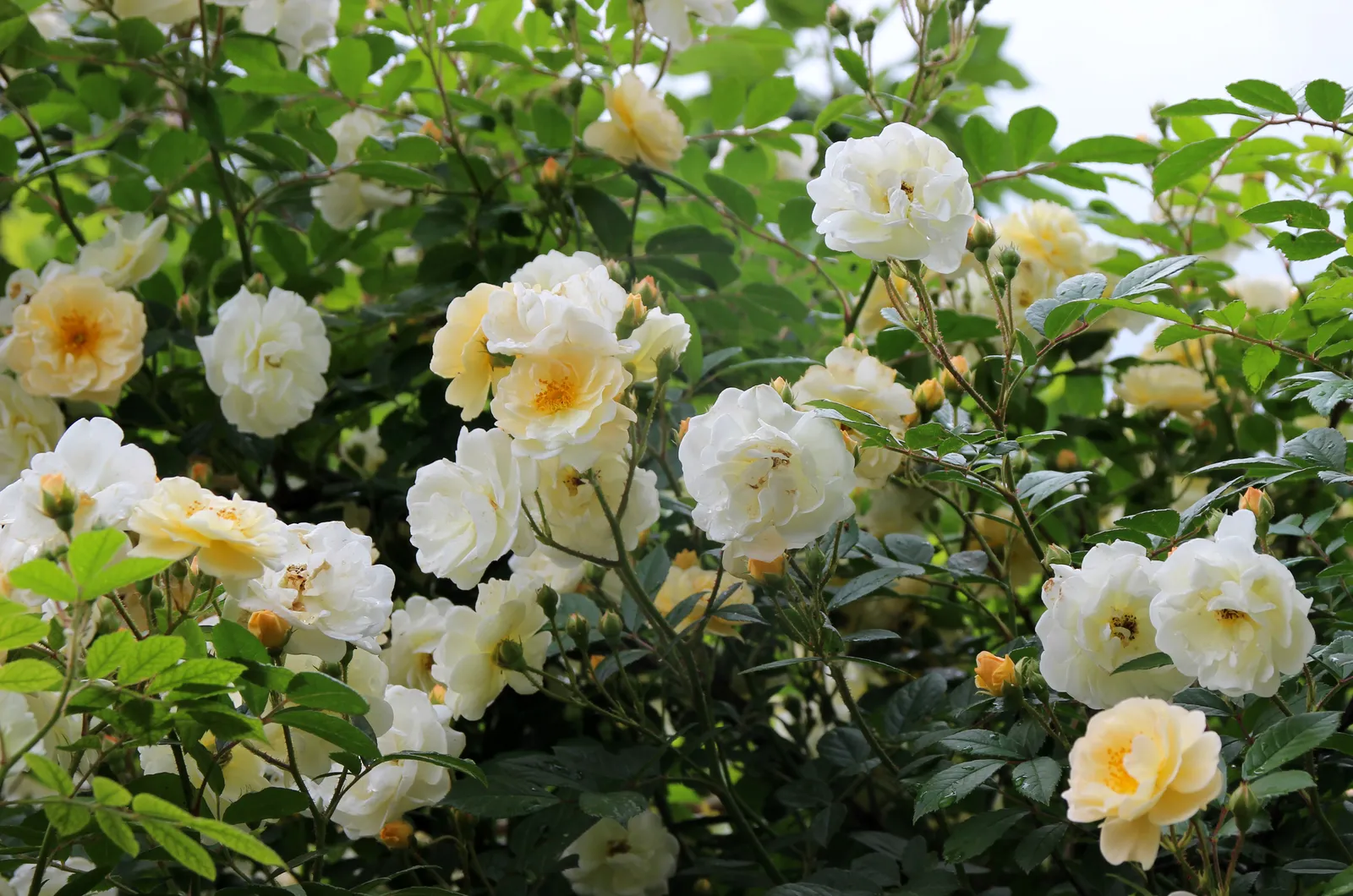 Moschata-ros 'Ghislaine de Féligonde' - bild 6