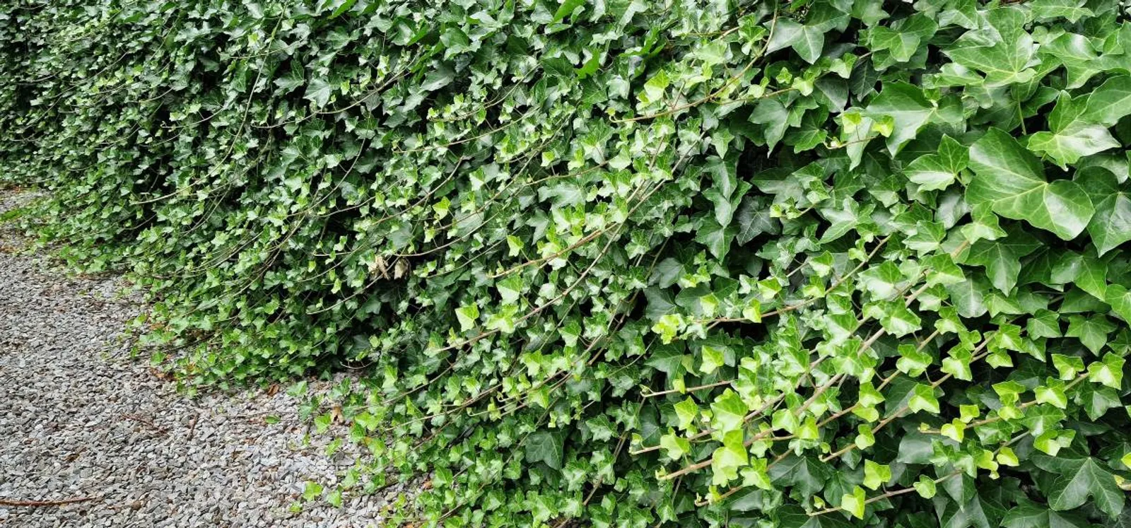 Storbladig murgröna, 15-30 cm — detalj 2