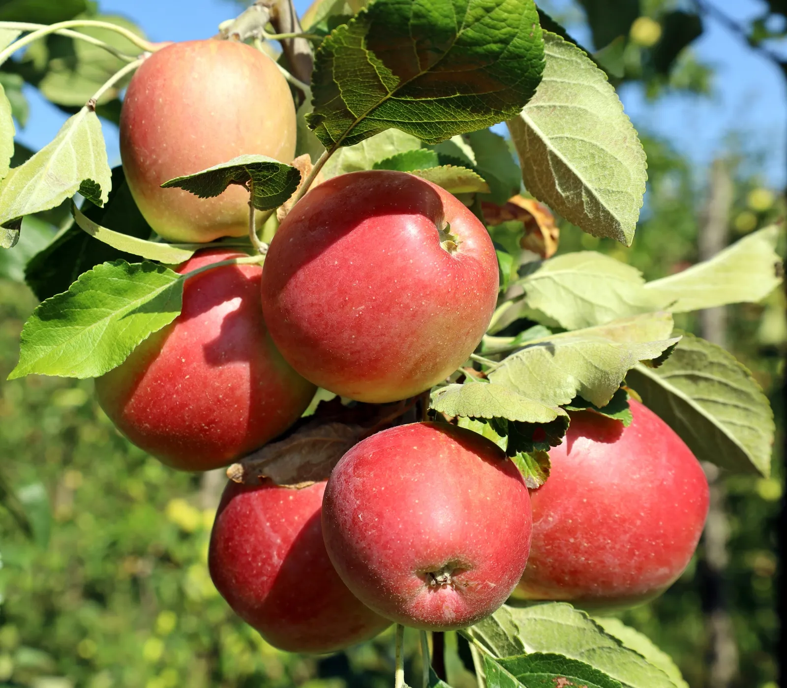 Äpple LOVISA® E ('SLUBGD1160') - bild 2