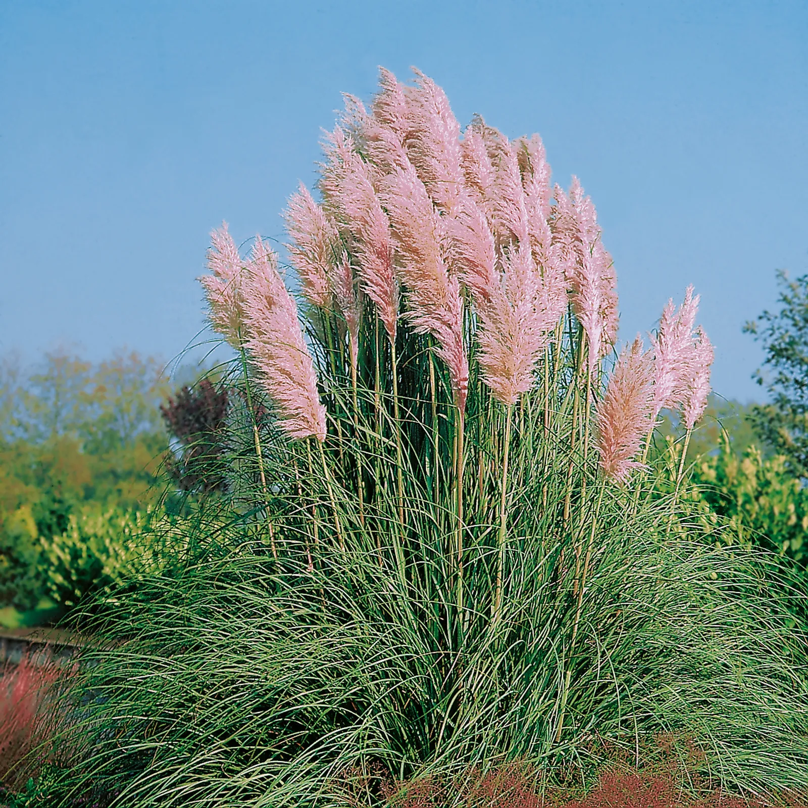 Pampasgräs 'Rosea', 2L - bild 1
