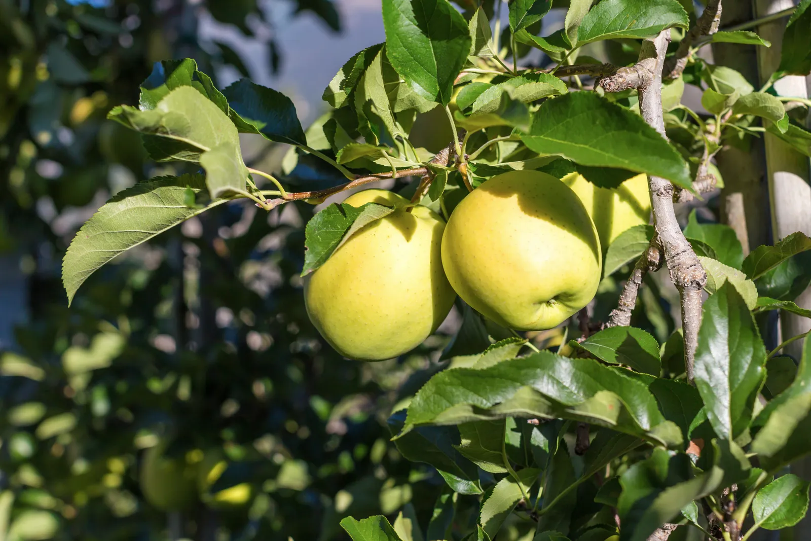 Äpple' Silva' E, inkl. uppbindnings kit - bild 2
