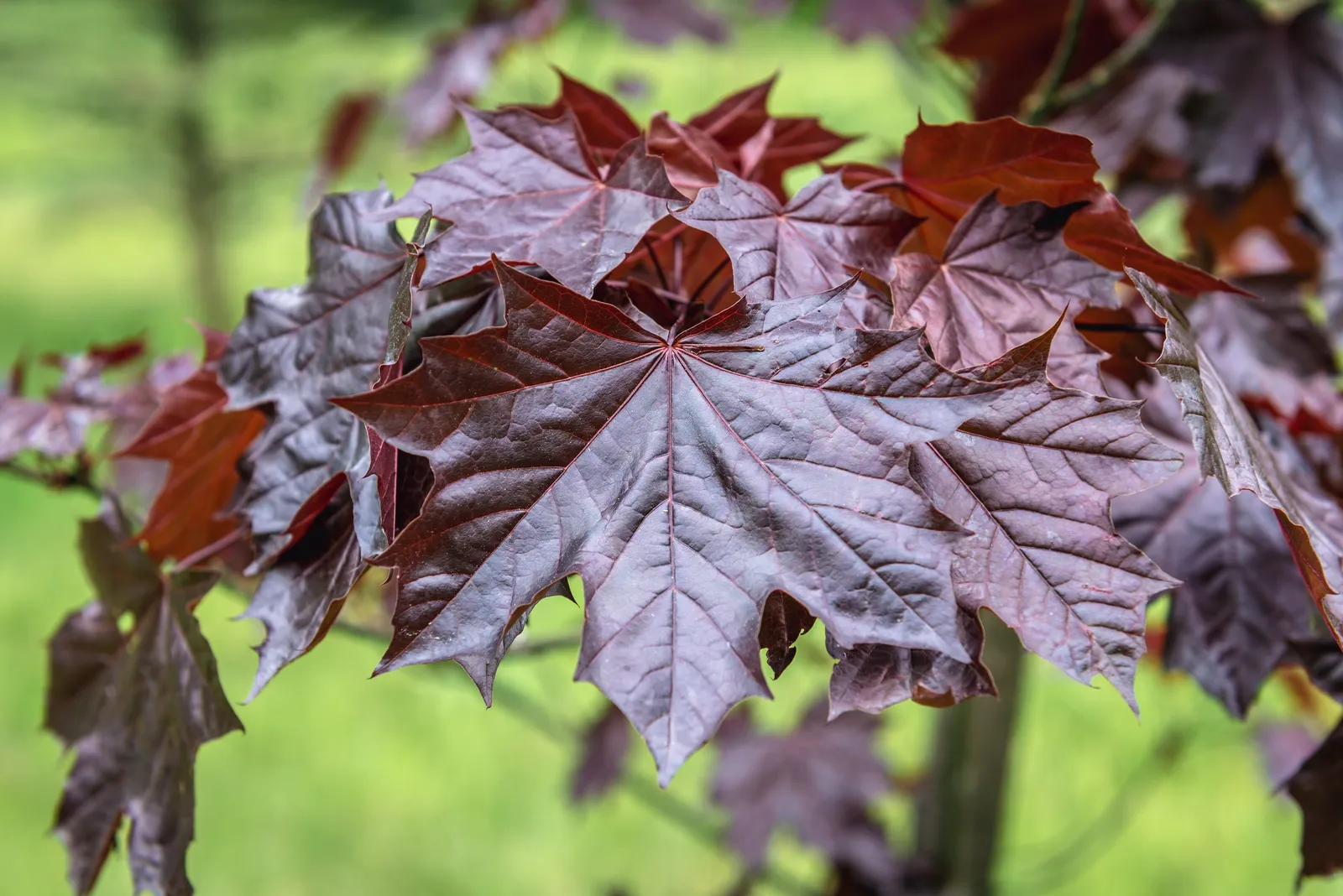 Skogslönn 'Royal Red', Sh 80 - bild 6