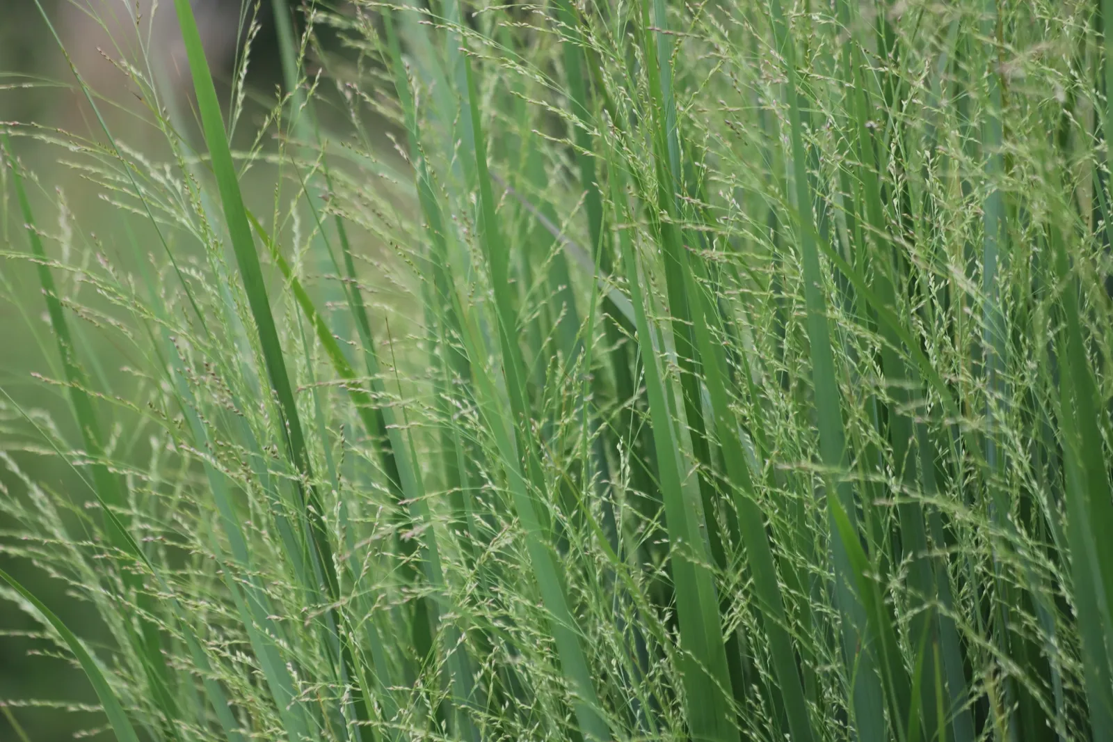 Jungfruhirs 'Northwind', syn. prydnadshirs 'Northwind', 2L - bild 5