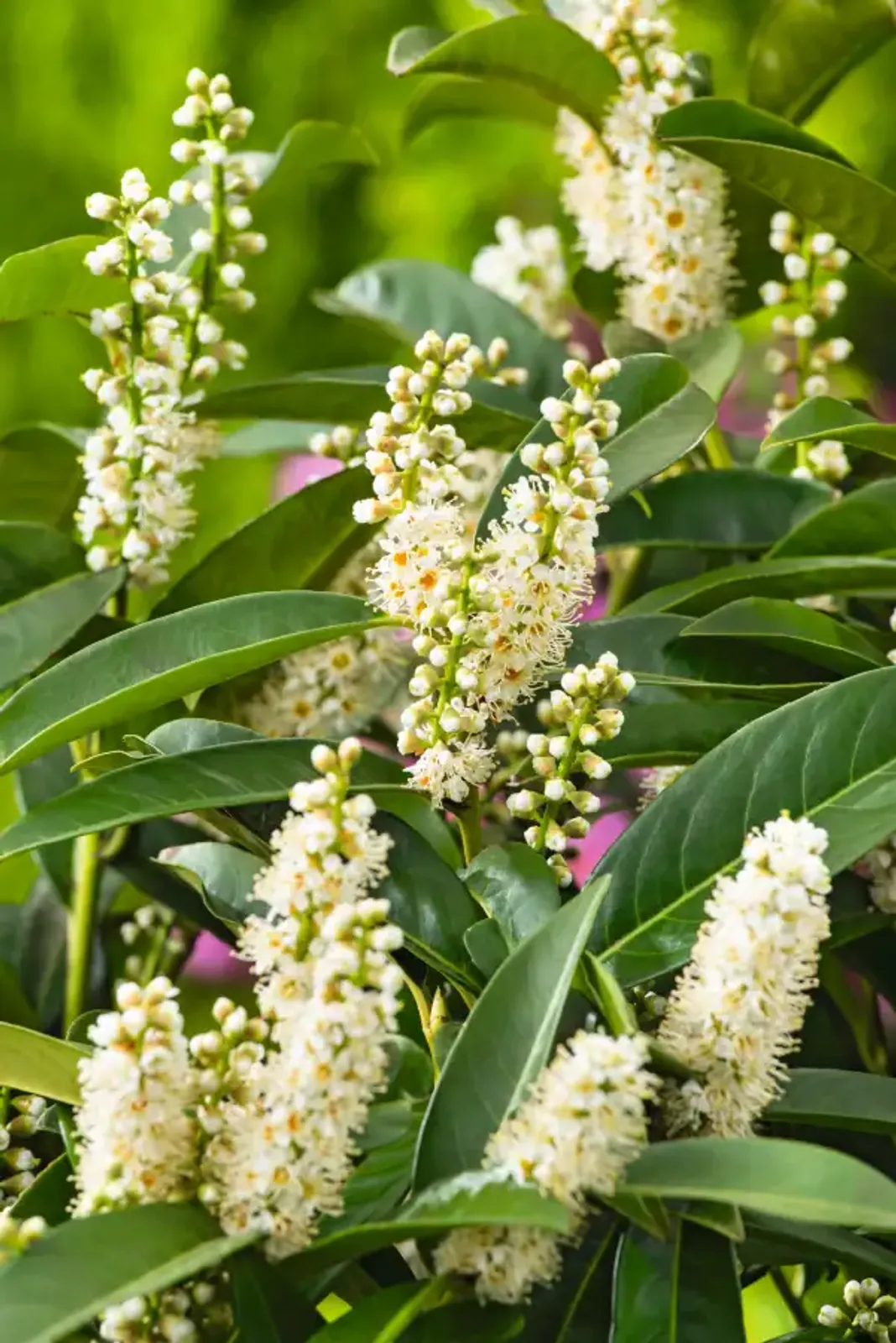 Lagerhägg 'Novita', 40-60 cm — detalj 2