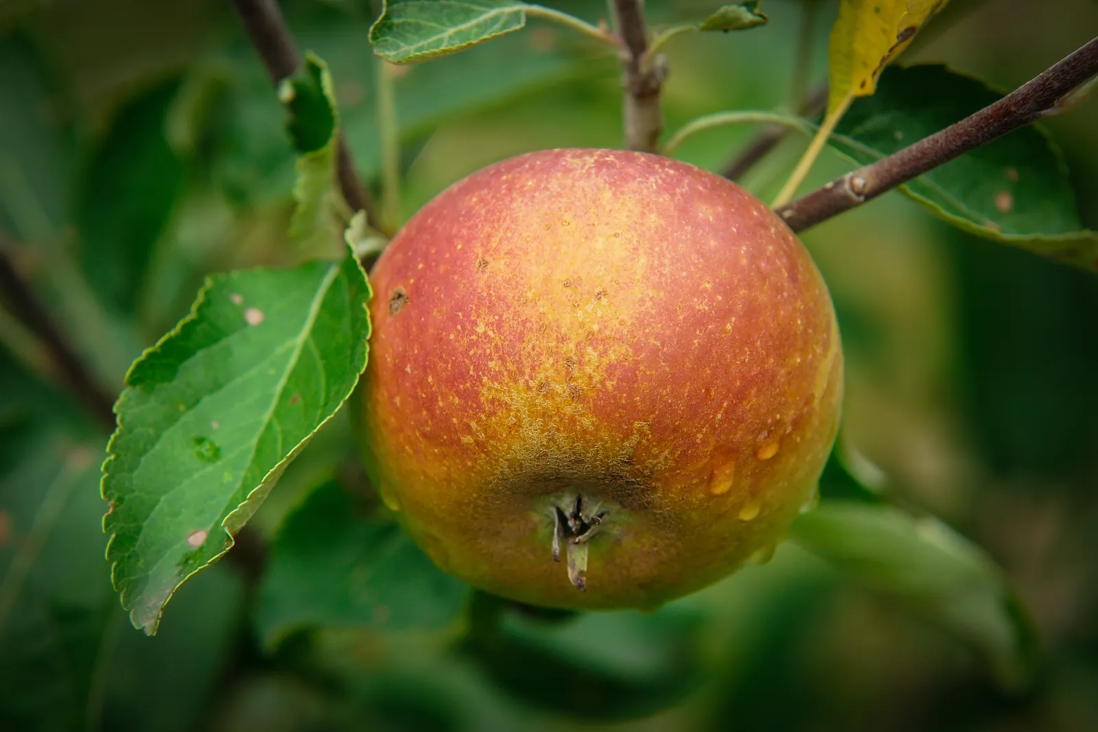 Äpple 'Queen Cox', syn. 'Cox´s Orange Queen' - bild 2