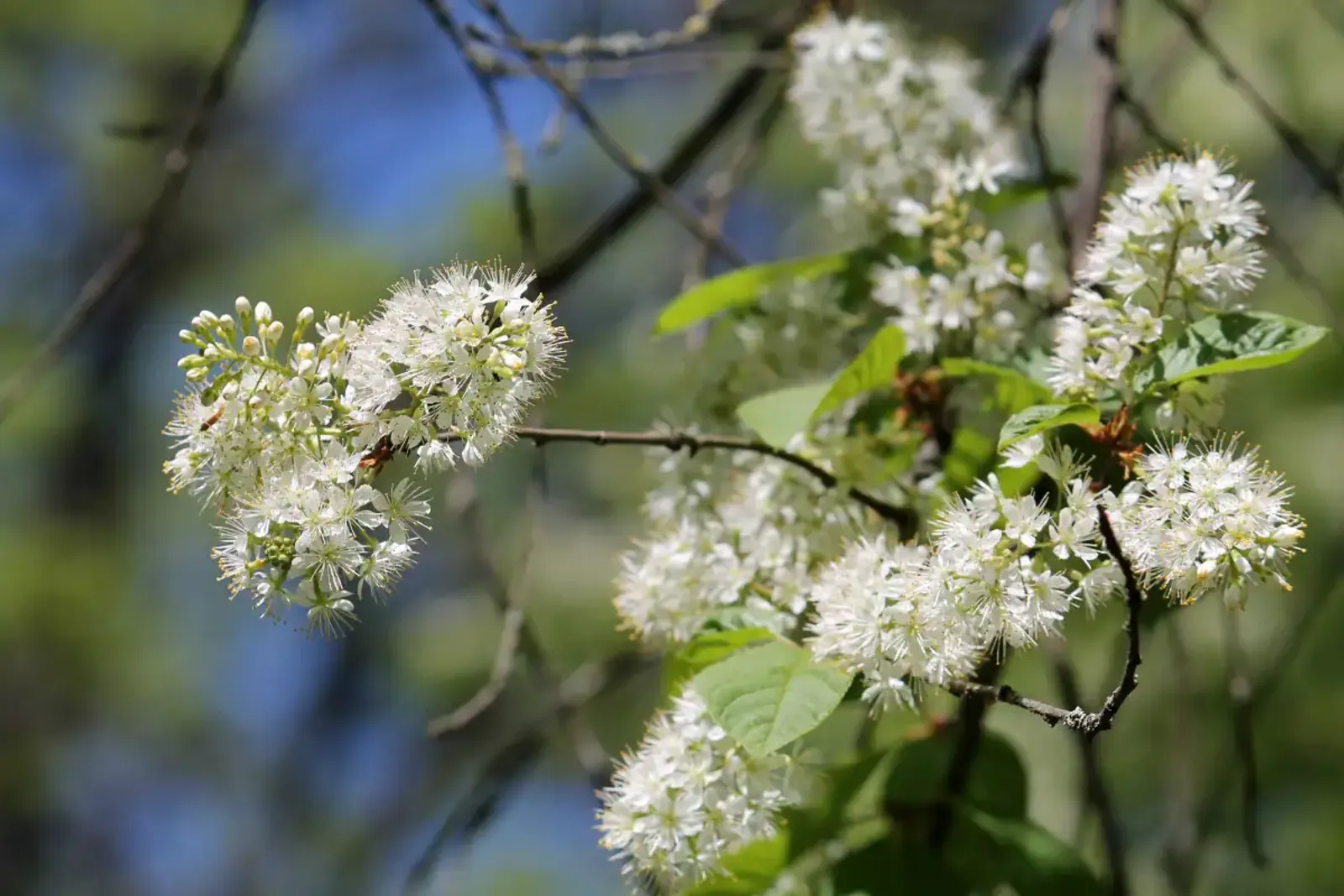 Näverhägg 'Amber Beauty', Högstammat träd — detalj 2